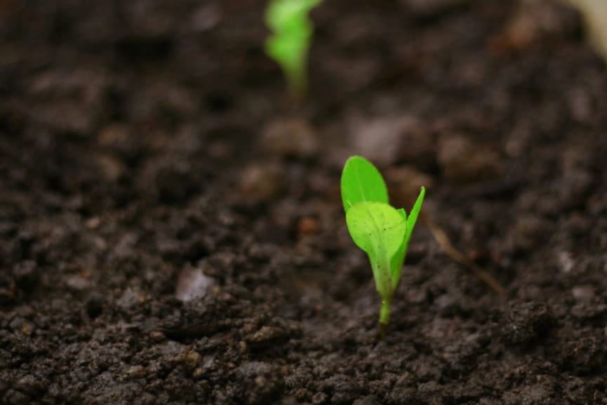 Seed sprouting from the earth