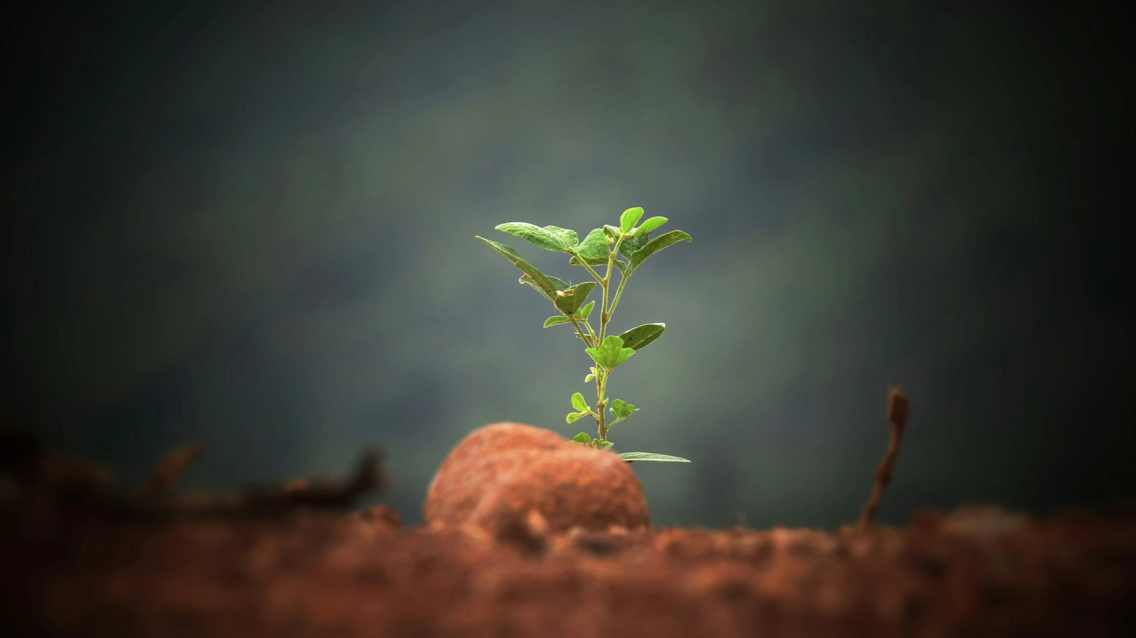 Planta creciendo simbolizando el crecimiento digital sostenible